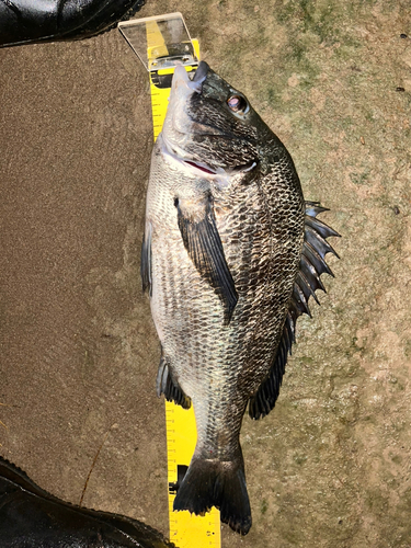 クロダイの釣果