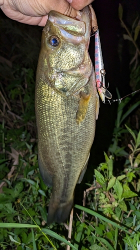 ブラックバスの釣果