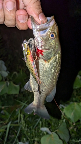 ブラックバスの釣果