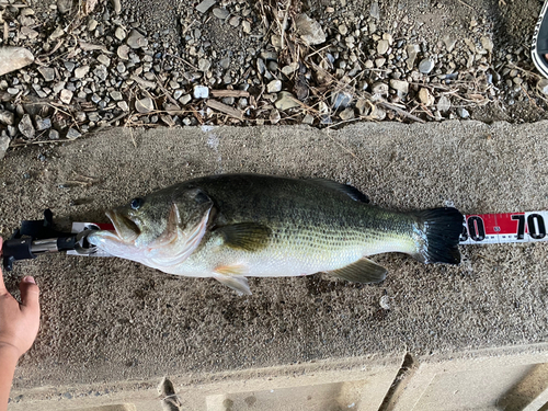 ブラックバスの釣果