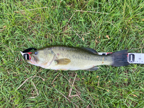 ブラックバスの釣果