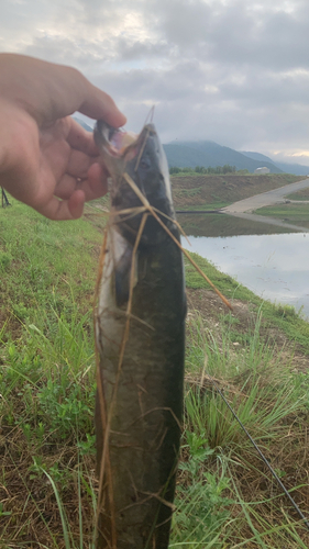 ニホンナマズの釣果