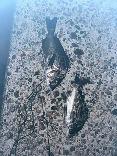 クロダイの釣果