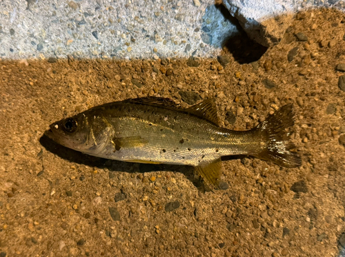 セイゴ（タイリクスズキ）の釣果