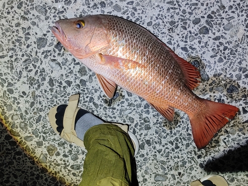 ゴマフエダイの釣果