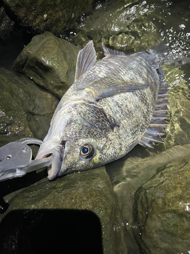 チヌの釣果