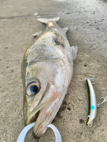 フッコ（マルスズキ）の釣果