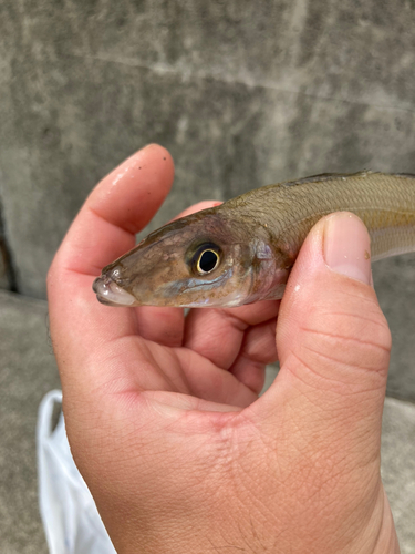 キスの釣果