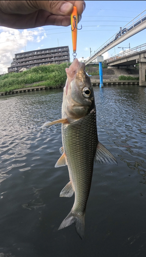 ニゴイの釣果