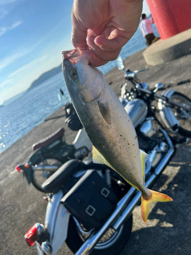 ツバスの釣果