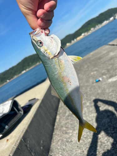 ツバスの釣果