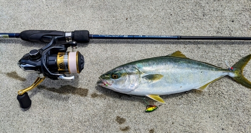 イナダの釣果