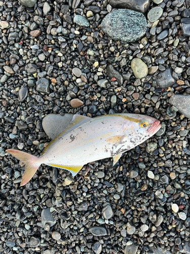 ショゴの釣果