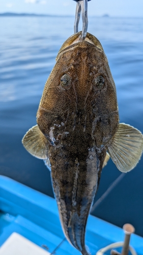 マゴチの釣果