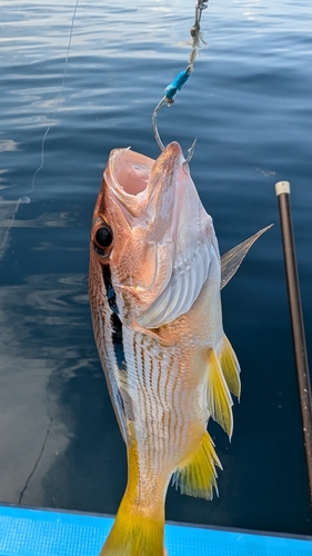 ヨコスジフエダイの釣果