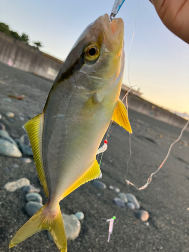 ショゴの釣果