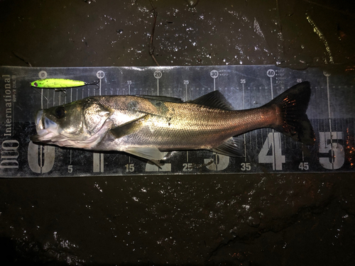 シーバスの釣果