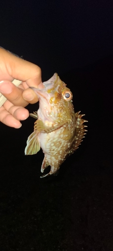 アラカブの釣果