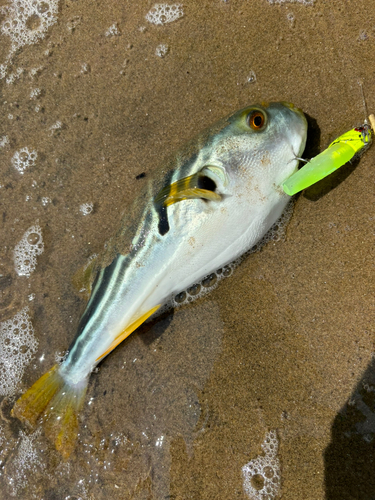 シマフグの釣果