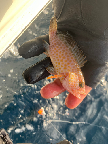 オオモンハタの釣果