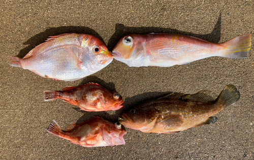 アマダイの釣果