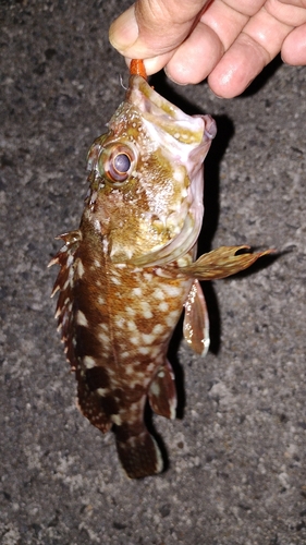 カサゴの釣果