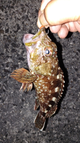 カサゴの釣果