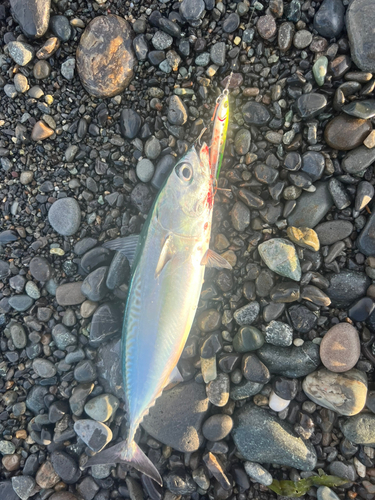 カツオの釣果