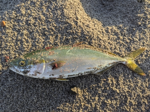 ワカシの釣果