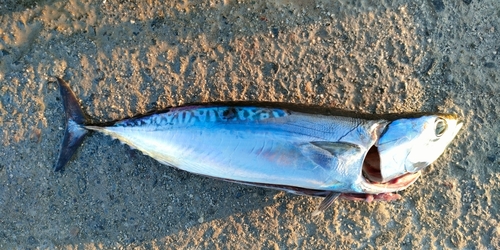 ソウダガツオの釣果