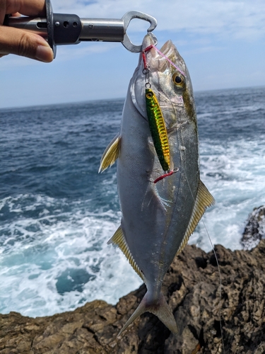 ショゴの釣果