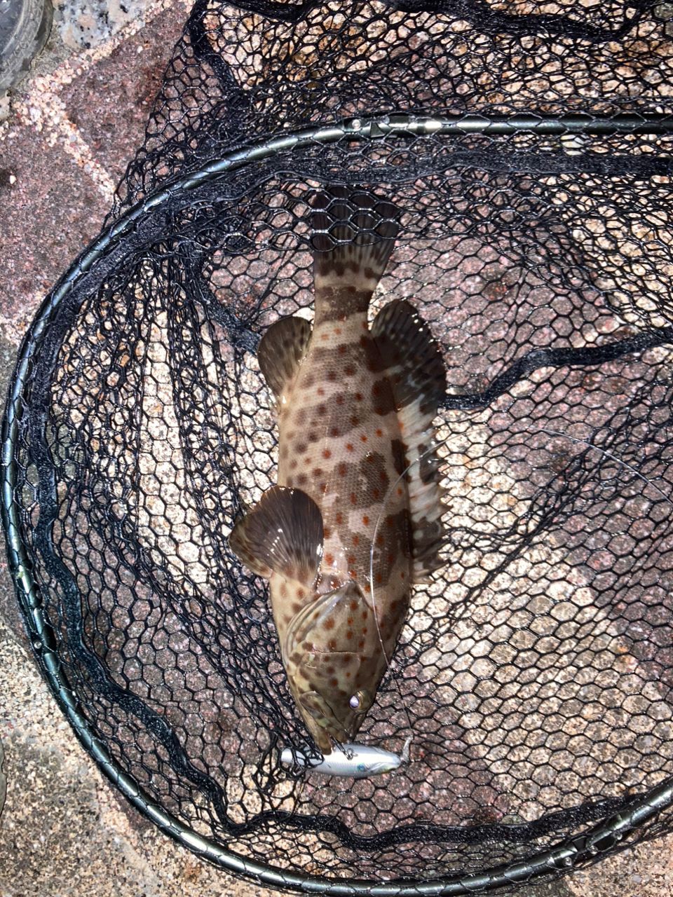 チャイロマルハタ