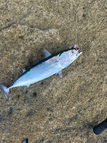 ソウダガツオの釣果