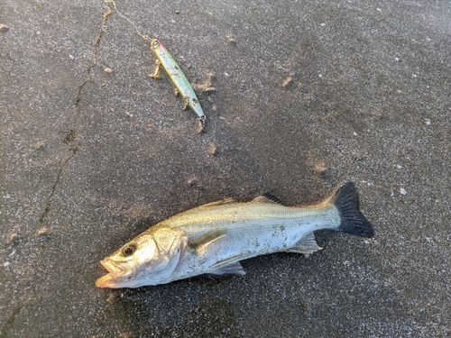 セイゴ（マルスズキ）の釣果