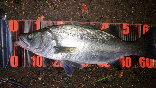 ヒラスズキの釣果