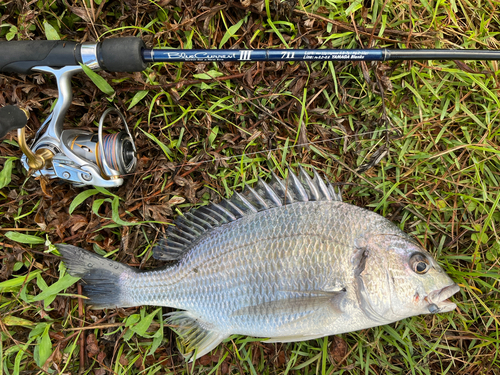 キビレの釣果