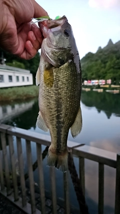 ラージマウスバスの釣果