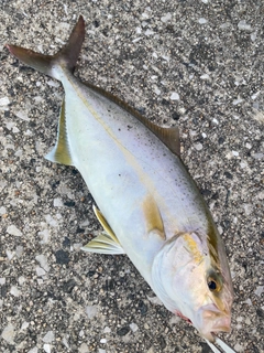 ショゴの釣果