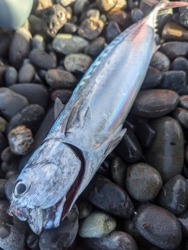 ソウダガツオの釣果