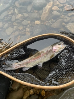 ニジマスの釣果