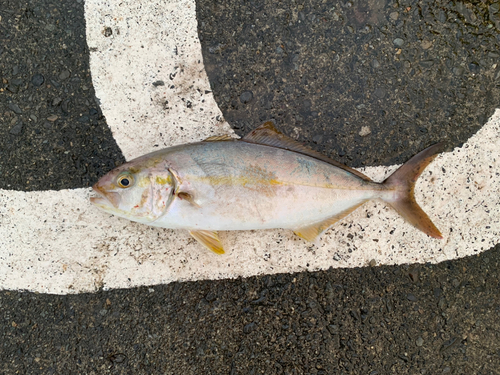 ショゴの釣果