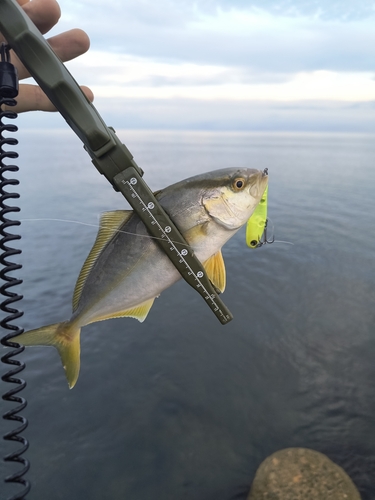 カンパチの釣果