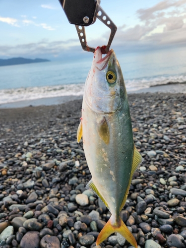 ワカシの釣果