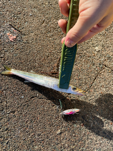 カマスの釣果