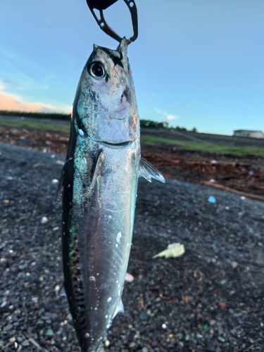 ソウダガツオの釣果