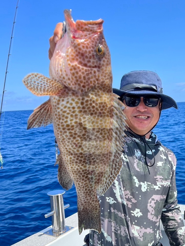 オオモンハタの釣果