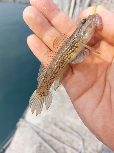 ハゼの釣果