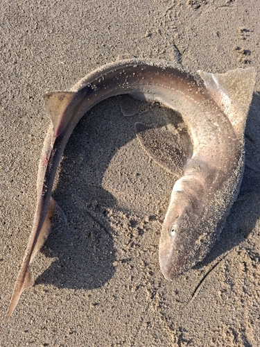 サメの釣果