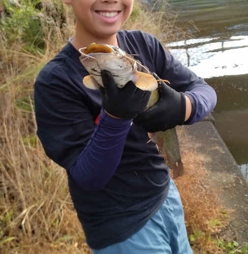 ナマズの釣果