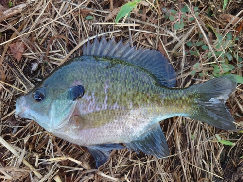 ブルーギルの釣果